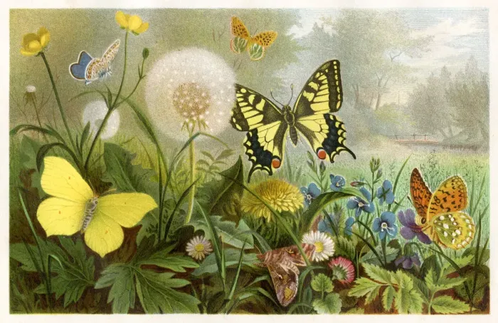 Framed Print : Butterflies Chromolithograph 1884 Framed Print : Butterflies Chromolithograph 1884