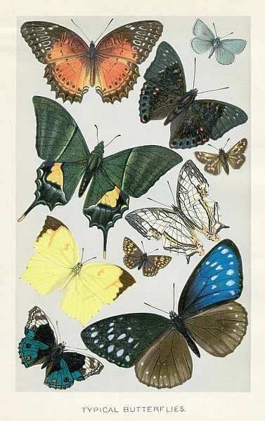 Butterflies chromolithograph 1896