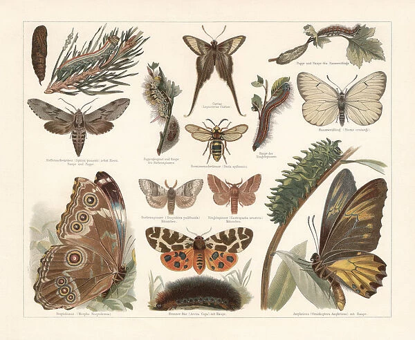 Butterflies, chromolithograph, published in 1897