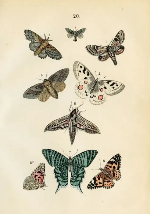 Framed Print : Butterflies engraving 1872 Framed Print : Butterflies engraving 1872