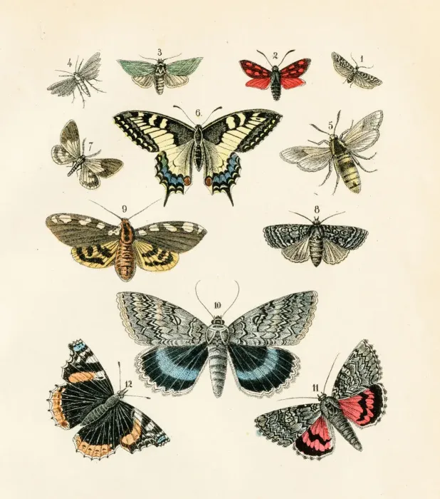 Framed Print : Butterflies engraving 1872 Framed Print : Butterflies engraving 1872