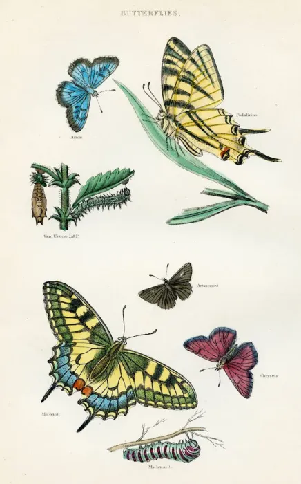 Framed Print : Butterflies engraving 1893 Framed Print : Butterflies engraving 1893