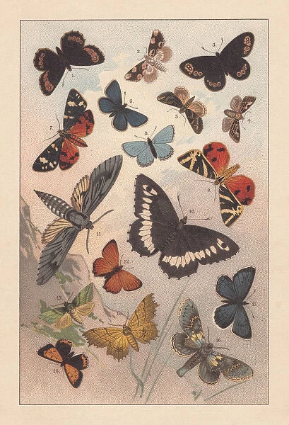 Butterflies of the European Alps, lithograph, published in 1893