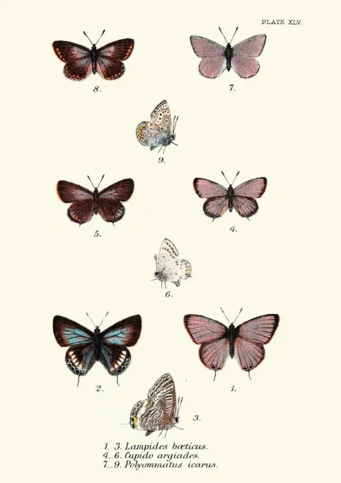 Framed Print : Butterflies, Lampides boeticus (Pea blue), Cupido argiades, Polyommatus icarus Framed Print : Butterflies, Lampides boeticus (Pea blue), Cupido argiades, Polyommatus icarus