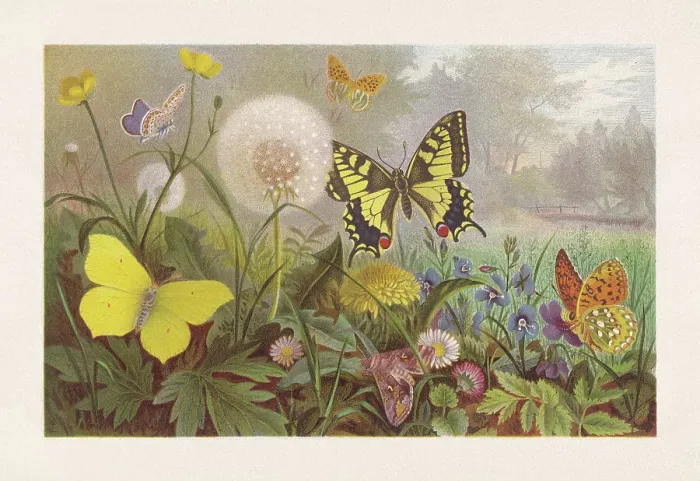 Framed Print : Butterflies on a meadow, chromolithograph, published in 1884