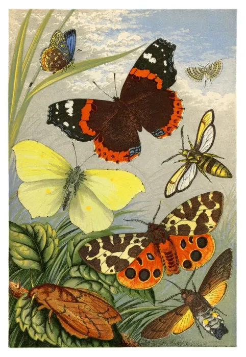 Framed Print : Butterflies and moths