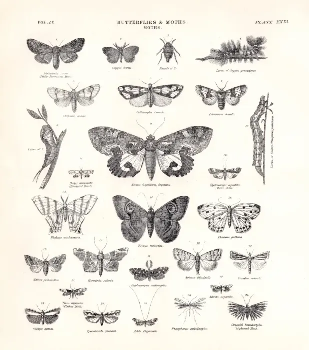 Framed Print : Butterflies and Moths engraving 1877 Framed Print : Butterflies and Moths engraving 1877