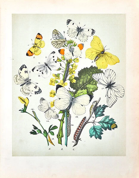 Butterflies, Moths, Insects and Plants - Illustration 1889