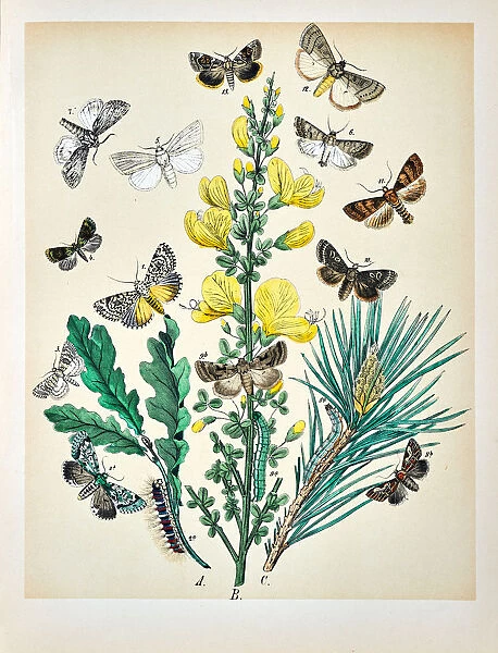 Butterflies, Moths, Insects and Plants - Illustration 1889