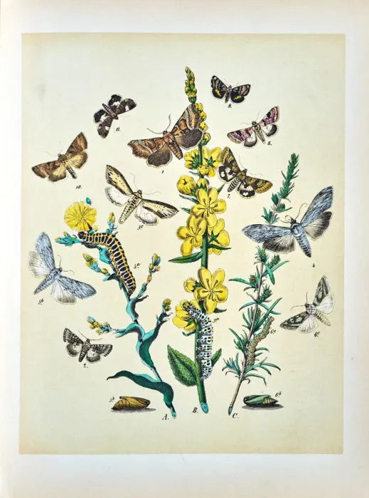 Framed Print : Butterflies, Moths, Insects and Plants - Illustration 1889 Framed Print : Butterflies, Moths, Insects and Plants - Illustration 1889