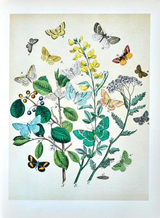 Framed Print : Butterflies, Moths, Insects and Plants - Illustration 1889 Framed Print : Butterflies, Moths, Insects and Plants - Illustration 1889