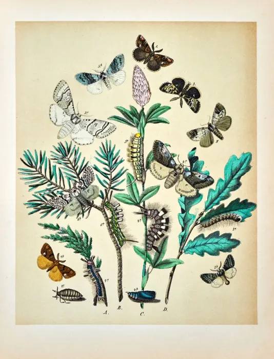 Framed Print : Butterflies, Moths, Insects and Plants - Illustration 1889 Framed Print : Butterflies, Moths, Insects and Plants - Illustration 1889