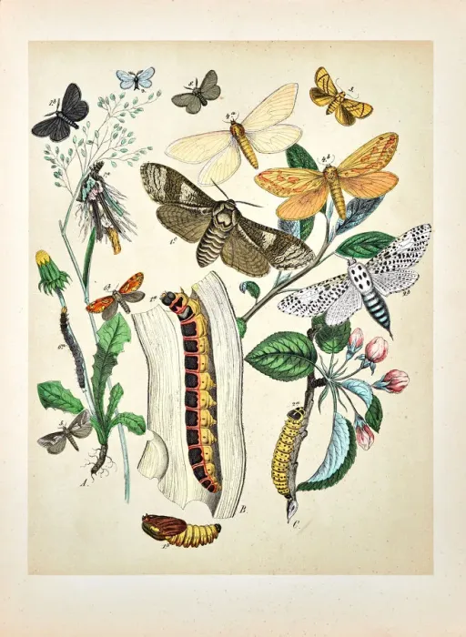 Framed Print : Butterflies, Moths, Insects and Plants - Illustration 1889 Framed Print : Butterflies, Moths, Insects and Plants - Illustration 1889