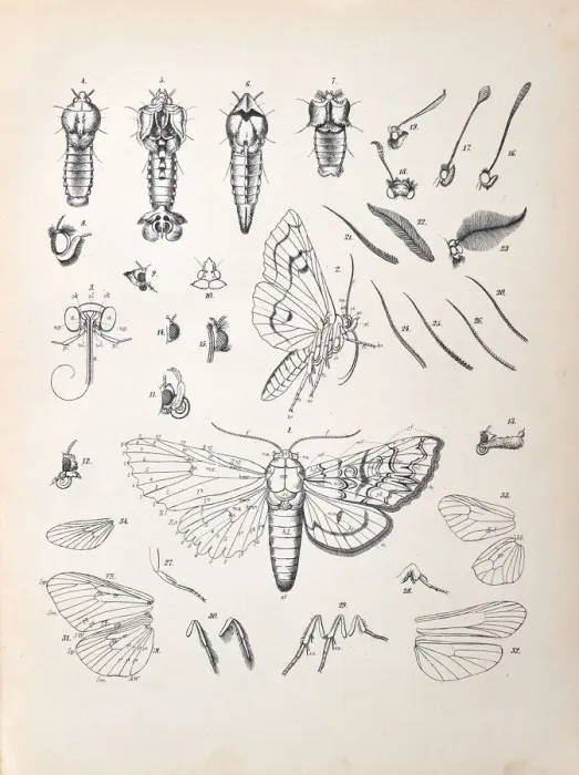 Framed Print : Butterflies, Moths, Insects and Plants - Illustration 1889