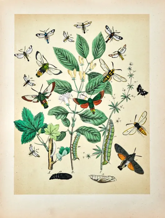 Framed Print : Butterflies, Moths, Insects and Plants - Illustration 1889