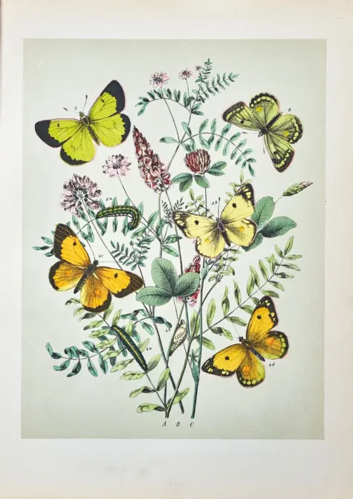 Framed Print : Butterflies, Moths, Insects and Plants - Illustration 1889 Framed Print : Butterflies, Moths, Insects and Plants - Illustration 1889