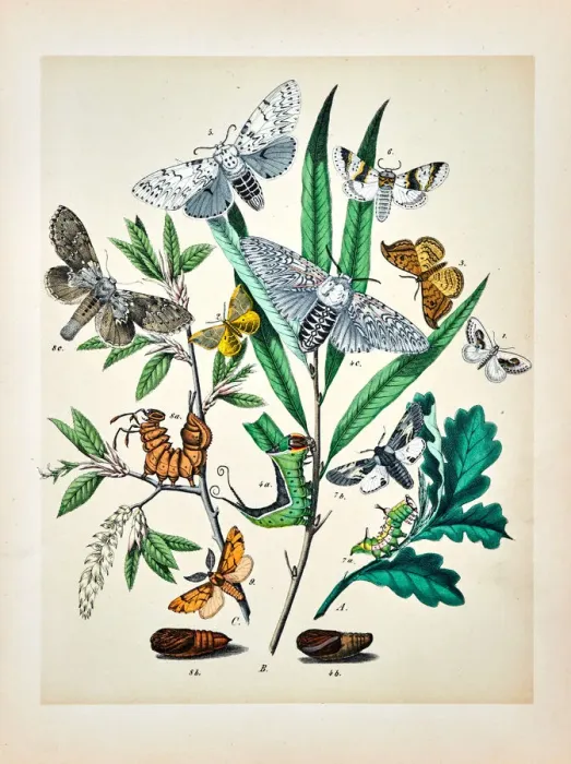 Framed Print : Butterflies, Moths, Insects and Plants - Illustration 1889 Framed Print : Butterflies, Moths, Insects and Plants - Illustration 1889