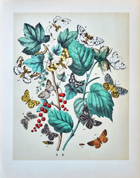 Framed Print : Butterflies, Moths, Insects and Plants - Illustration 1889 Framed Print : Butterflies, Moths, Insects and Plants - Illustration 1889