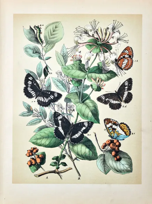 Framed Print : Butterflies, Moths, Insects and Plants - Illustration 1889 Framed Print : Butterflies, Moths, Insects and Plants - Illustration 1889