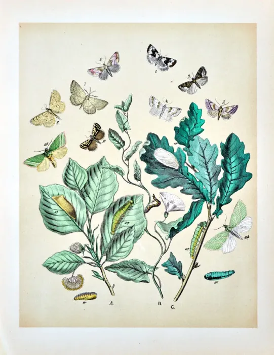 Framed Print : Butterflies, Moths, Insects and Plants - Illustration 1889 Framed Print : Butterflies, Moths, Insects and Plants - Illustration 1889
