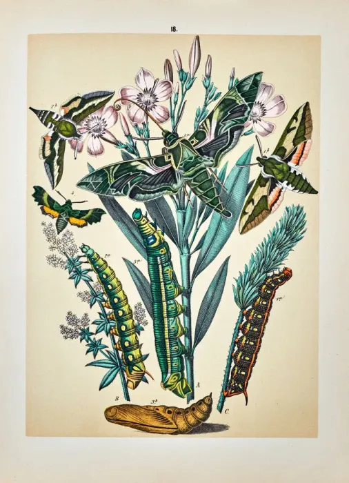 Framed Print : Butterflies, Moths, Insects and Plants - Illustration 1889 Framed Print : Butterflies, Moths, Insects and Plants - Illustration 1889