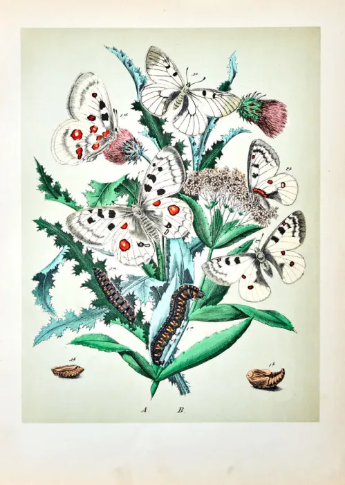 Framed Print : Butterflies, Moths, Insects and Plants - Illustration 1889