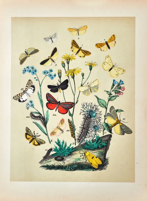 Framed Print : Butterflies, Moths, Insects and Plants - Illustration 1889 Framed Print : Butterflies, Moths, Insects and Plants - Illustration 1889