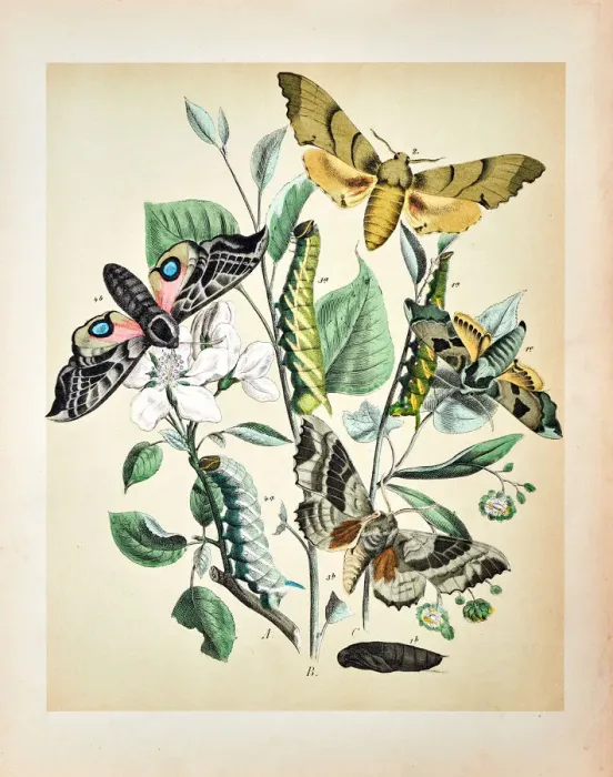 Framed Print : Butterflies, Moths, Insects and Plants - Illustration 1889