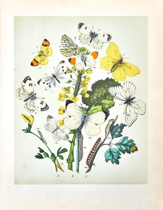 Framed Print : Butterflies, Moths, Insects and Plants - Illustration 1889 Framed Print : Butterflies, Moths, Insects and Plants - Illustration 1889