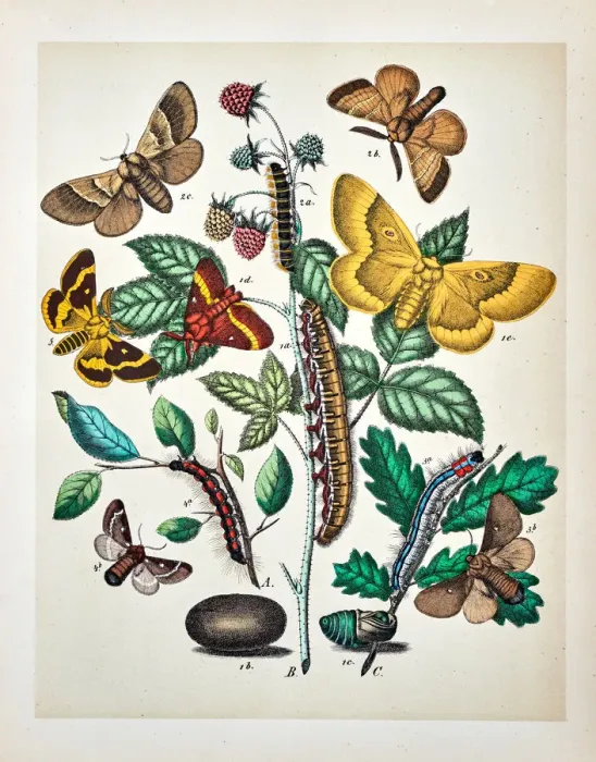 Framed Print : Butterflies, Moths, Insects and Plants - Illustration 1889 Framed Print : Butterflies, Moths, Insects and Plants - Illustration 1889