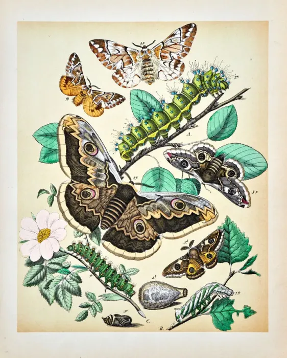 Framed Print : Butterflies, Moths, Insects and Plants - Illustration 1889 Framed Print : Butterflies, Moths, Insects and Plants - Illustration 1889