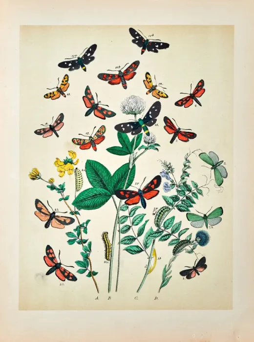 Framed Print : Butterflies, Moths, Insects and Plants - Illustration 1889 Framed Print : Butterflies, Moths, Insects and Plants - Illustration 1889