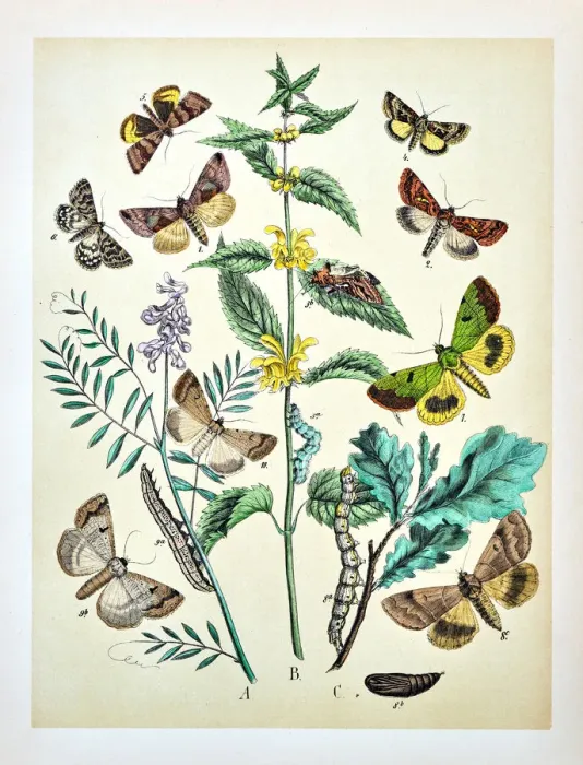 Framed Print : Butterflies, Moths, Insects and Plants - Illustration 1889 Framed Print : Butterflies, Moths, Insects and Plants - Illustration 1889