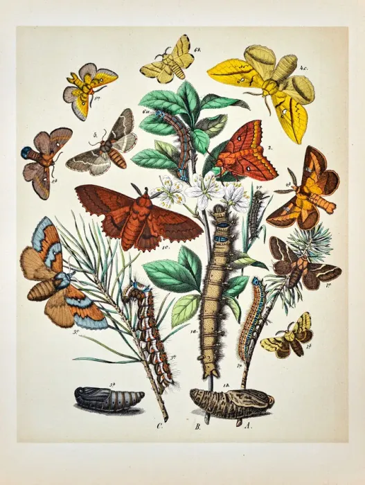 Framed Print : Butterflies, Moths, Insects and Plants - Illustration 1889 Framed Print : Butterflies, Moths, Insects and Plants - Illustration 1889
