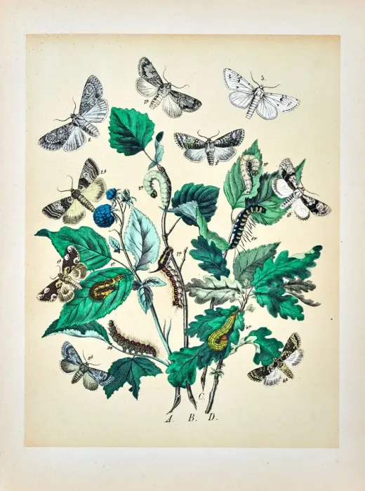 Framed Print : Butterflies, Moths, Insects and Plants - Illustration 1889 Framed Print : Butterflies, Moths, Insects and Plants - Illustration 1889