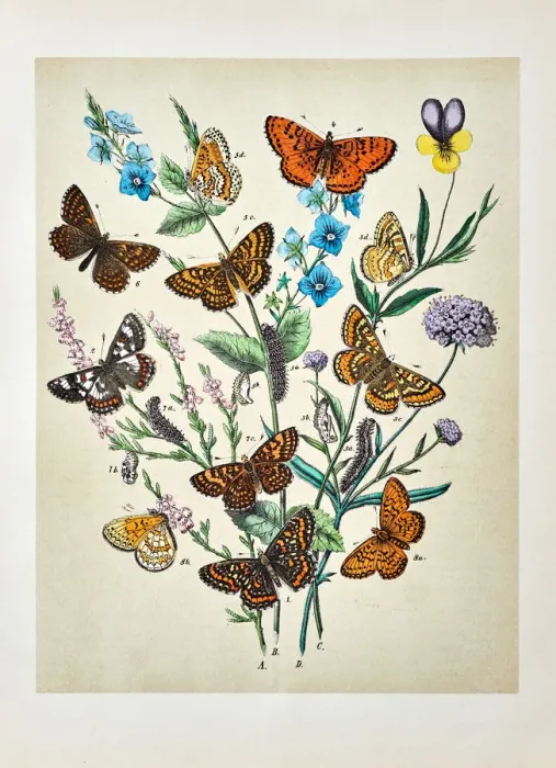 Framed Print : Butterflies, Moths, Insects and Plants - Illustration 1889 Framed Print : Butterflies, Moths, Insects and Plants - Illustration 1889