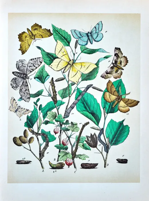 Framed Print : Butterflies, Moths, Insects and Plants - Illustration 1889 Framed Print : Butterflies, Moths, Insects and Plants - Illustration 1889