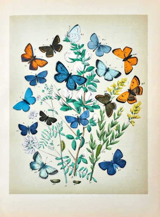 Framed Print : Butterflies, Moths, Insects and Plants - Illustration 1889 Framed Print : Butterflies, Moths, Insects and Plants - Illustration 1889