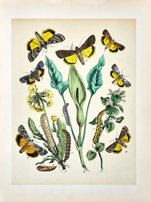 Framed Print : Butterflies, Moths, Insects and Plants - Illustration 1889 Framed Print : Butterflies, Moths, Insects and Plants - Illustration 1889