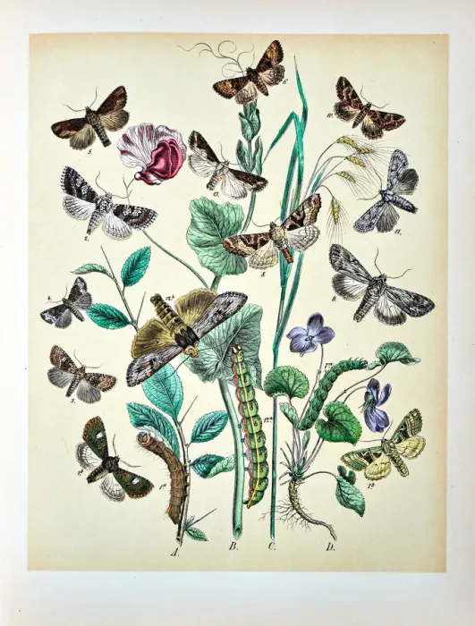 Framed Print : Butterflies, Moths, Insects and Plants - Illustration 1889 Framed Print : Butterflies, Moths, Insects and Plants - Illustration 1889