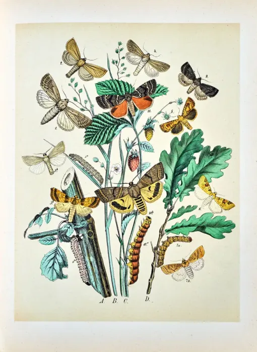 Framed Print : Butterflies, Moths, Insects and Plants - Illustration 1889 Framed Print : Butterflies, Moths, Insects and Plants - Illustration 1889