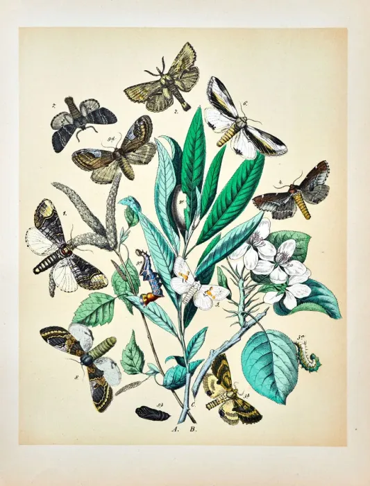 Framed Print : Butterflies, Moths, Insects and Plants - Illustration 1889 Framed Print : Butterflies, Moths, Insects and Plants - Illustration 1889