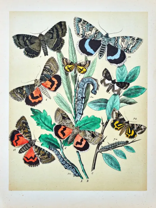 Framed Print : Butterflies, Moths, Insects and Plants - Illustration 1889 Framed Print : Butterflies, Moths, Insects and Plants - Illustration 1889
