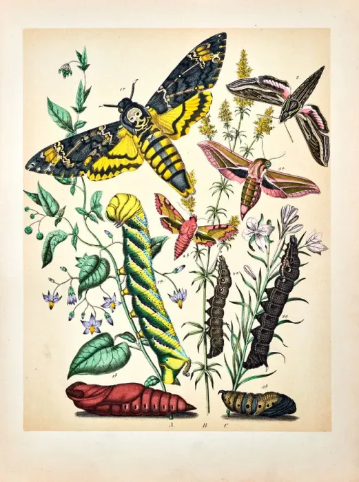Framed Print : Butterflies, Moths, Insects and Plants - Illustration 1889 Framed Print : Butterflies, Moths, Insects and Plants - Illustration 1889