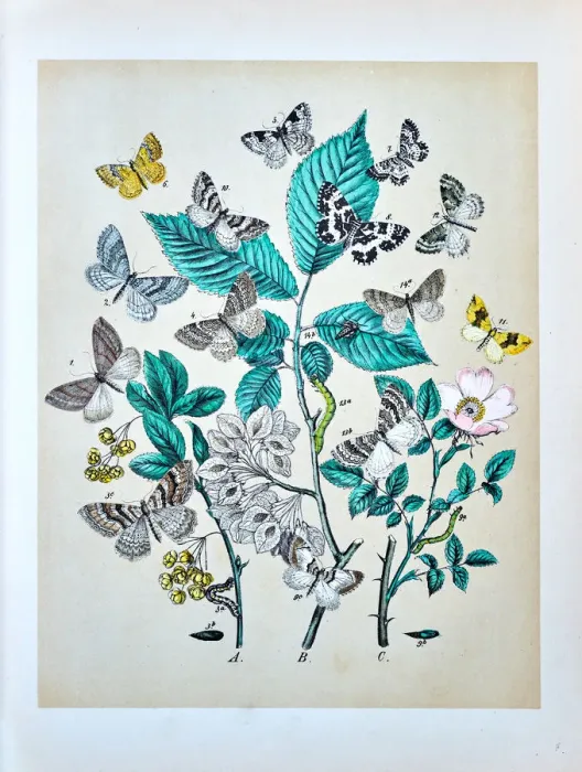 Framed Print : Butterflies, Moths, Insects and Plants - Illustration 1889 Framed Print : Butterflies, Moths, Insects and Plants - Illustration 1889