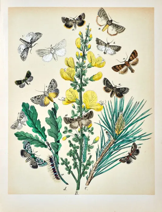 Framed Print : Butterflies, Moths, Insects and Plants - Illustration 1889 Framed Print : Butterflies, Moths, Insects and Plants - Illustration 1889