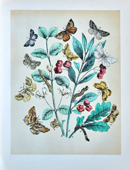 Framed Print : Butterflies, Moths, Insects and Plants - Illustration 1889 Framed Print : Butterflies, Moths, Insects and Plants - Illustration 1889