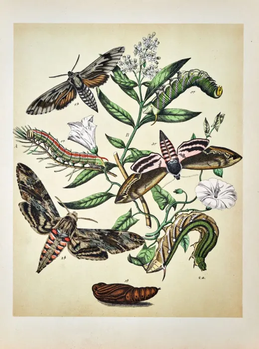 Framed Print : Butterflies, Moths, Insects and Plants - Illustration 1889