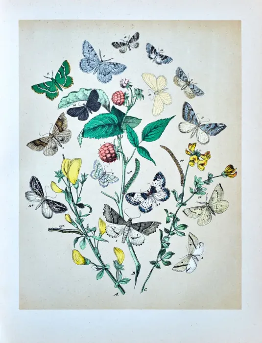 Framed Print : Butterflies, Moths, Insects and Plants - Illustration 1889 Framed Print : Butterflies, Moths, Insects and Plants - Illustration 1889