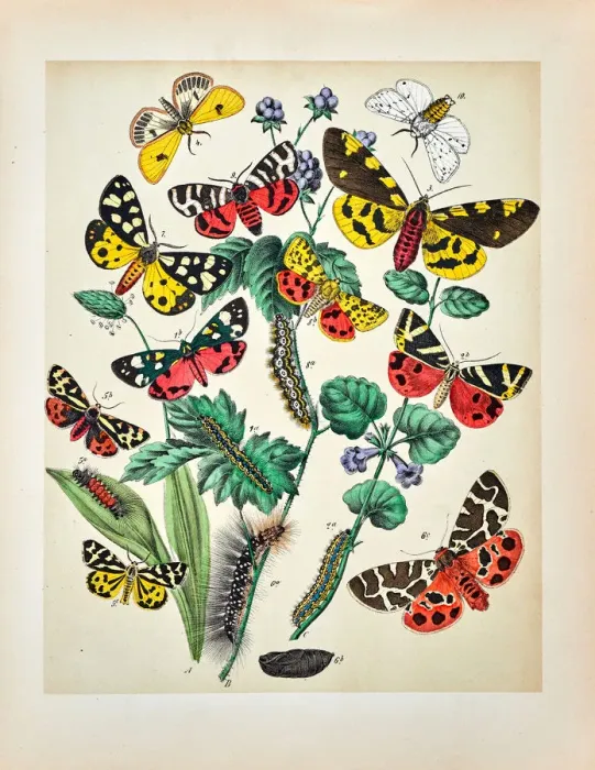 Framed Print : Butterflies, Moths, Insects and Plants - Illustration 1889 Framed Print : Butterflies, Moths, Insects and Plants - Illustration 1889